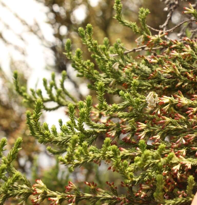 Слика од Erica caffrorum Bolus