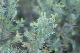 Слика од Salix taxifolia Kunth