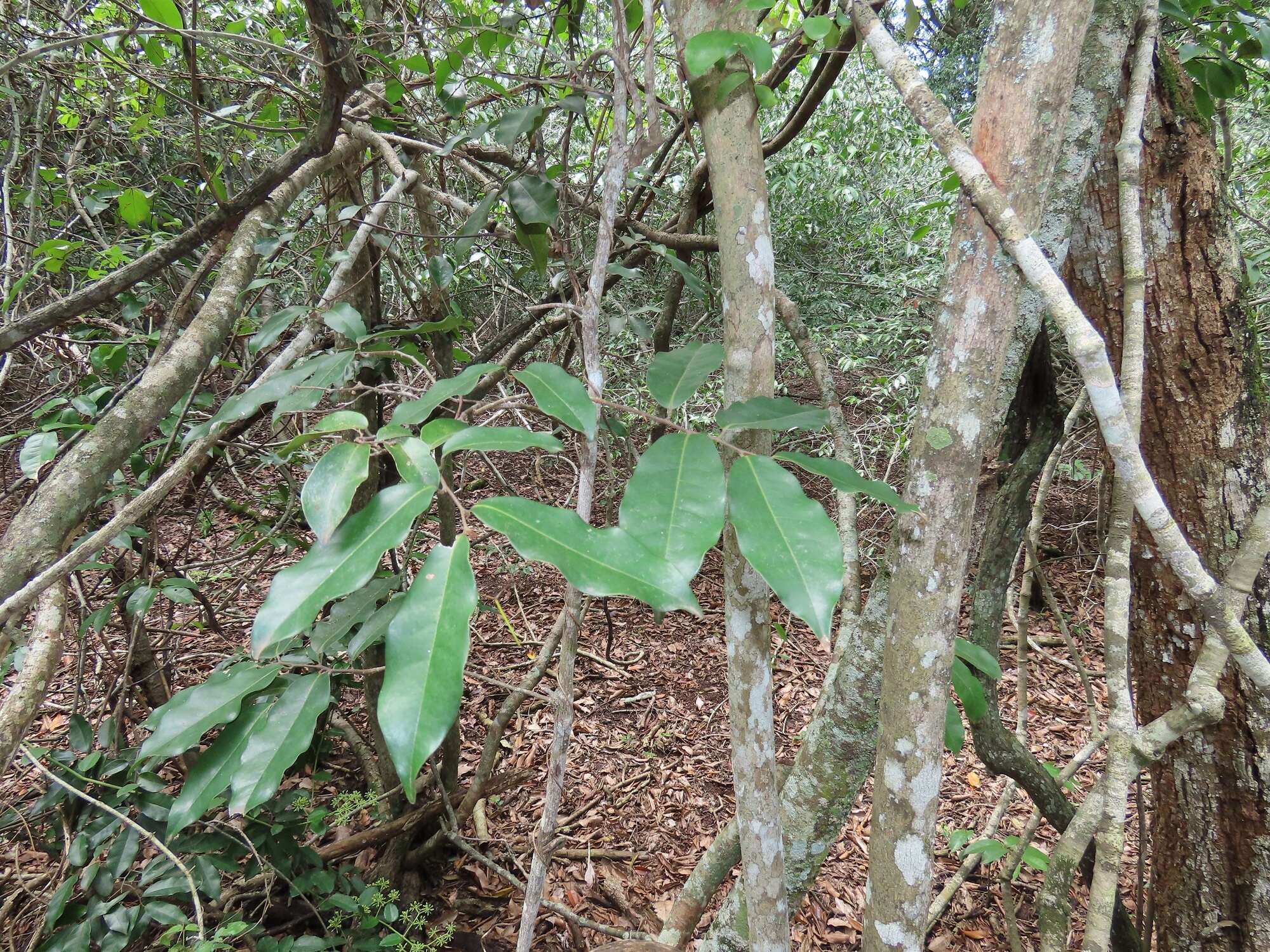 Image of Uvaria lucida subsp. virens (N. E. Br.) Verdc.