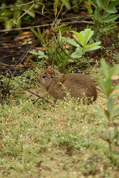 Image of Yellow-toothed cavy