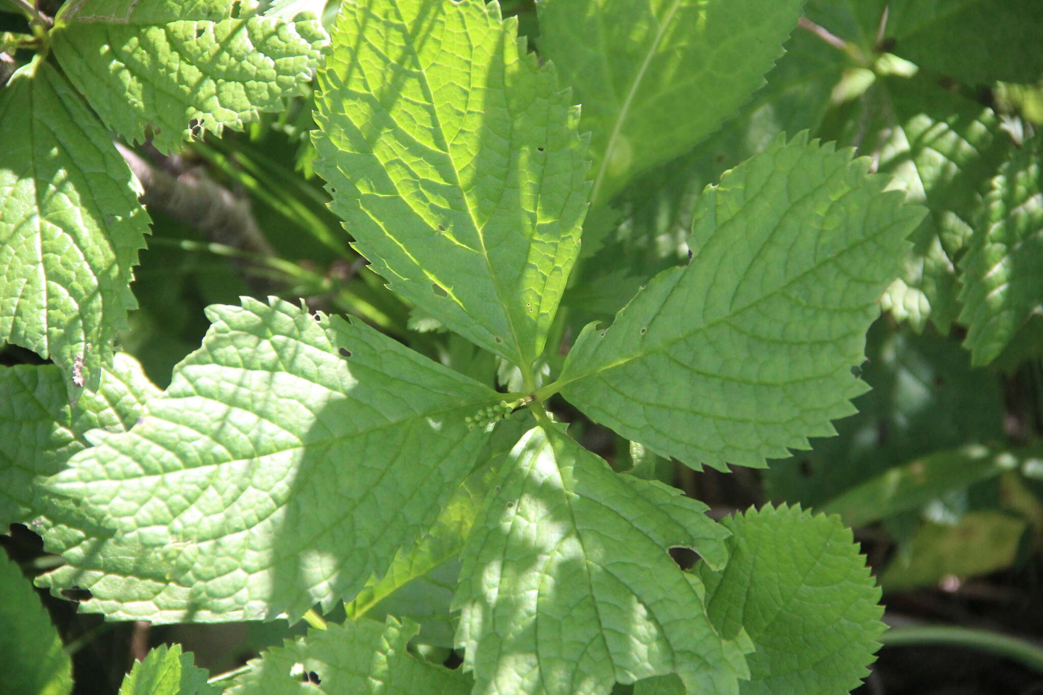 Image of Chloranthus quadrifolius (A. Gray) H. Ohba & S. Akiyama