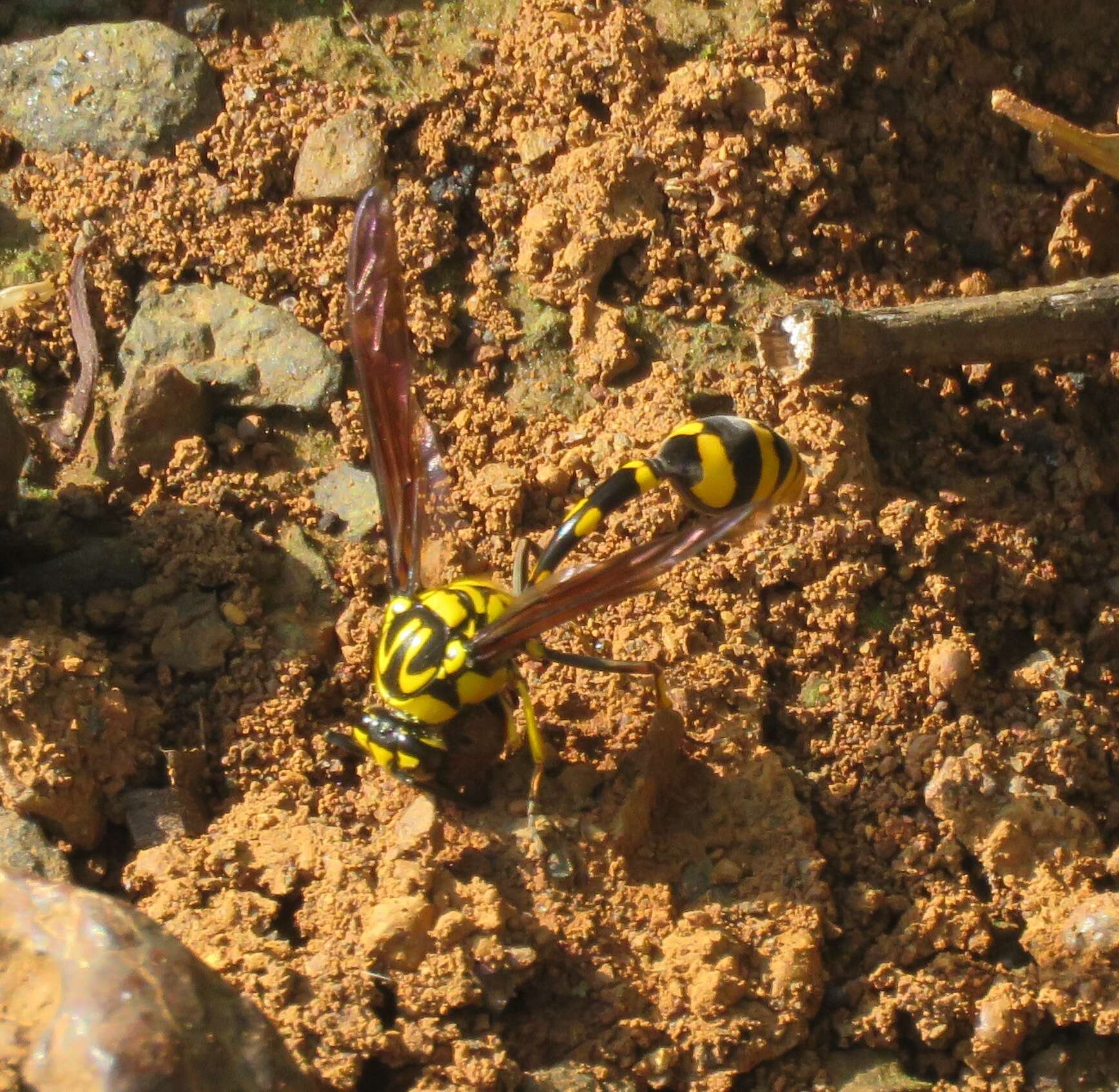 Phimenes flavopictus (Blanchard 1845)的圖片