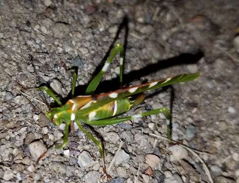 Image of Creosote Bush Katydid