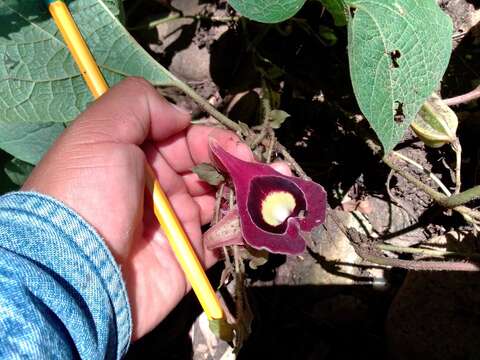 صورة Aristolochia cardiantha H. W. Pfeifer