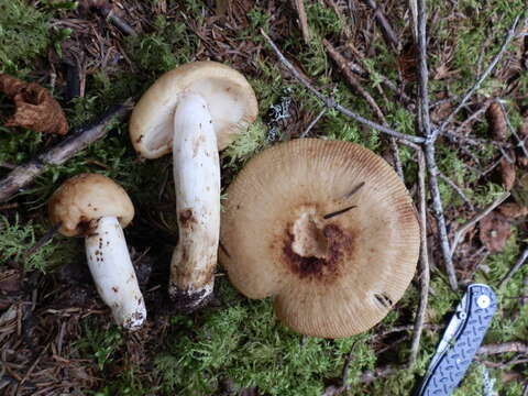 Image of Russula grata Britzelm. 1893