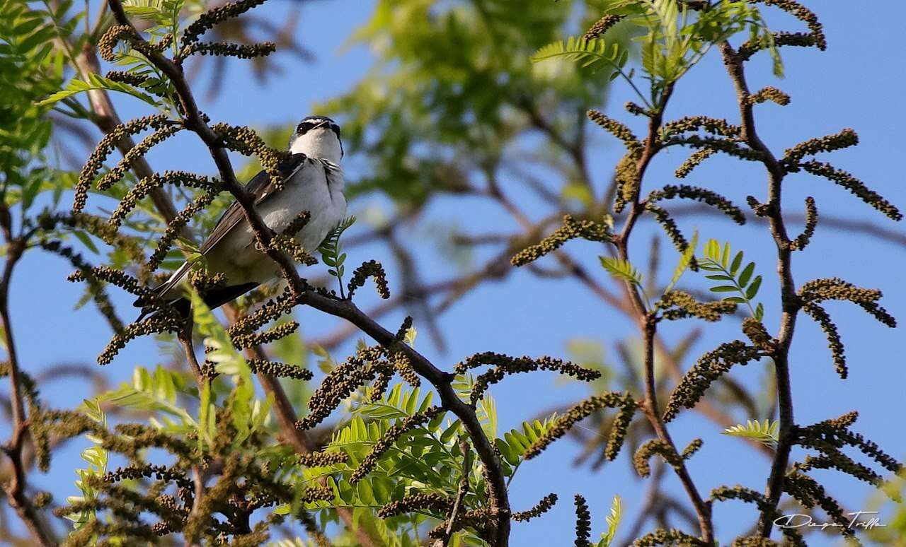 Tachycineta leucorrhoa (Vieillot 1817) resmi