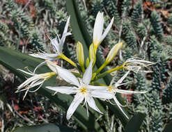 Imagem de Pancratium illyricum L.