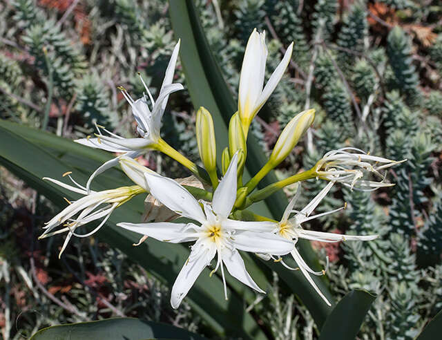 Imagem de Pancratium illyricum L.