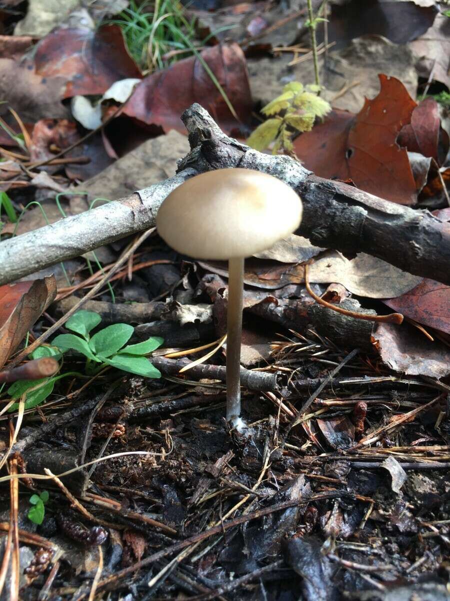 Image de Entoloma hirtipes (Schumach.) M. M. Moser 1978