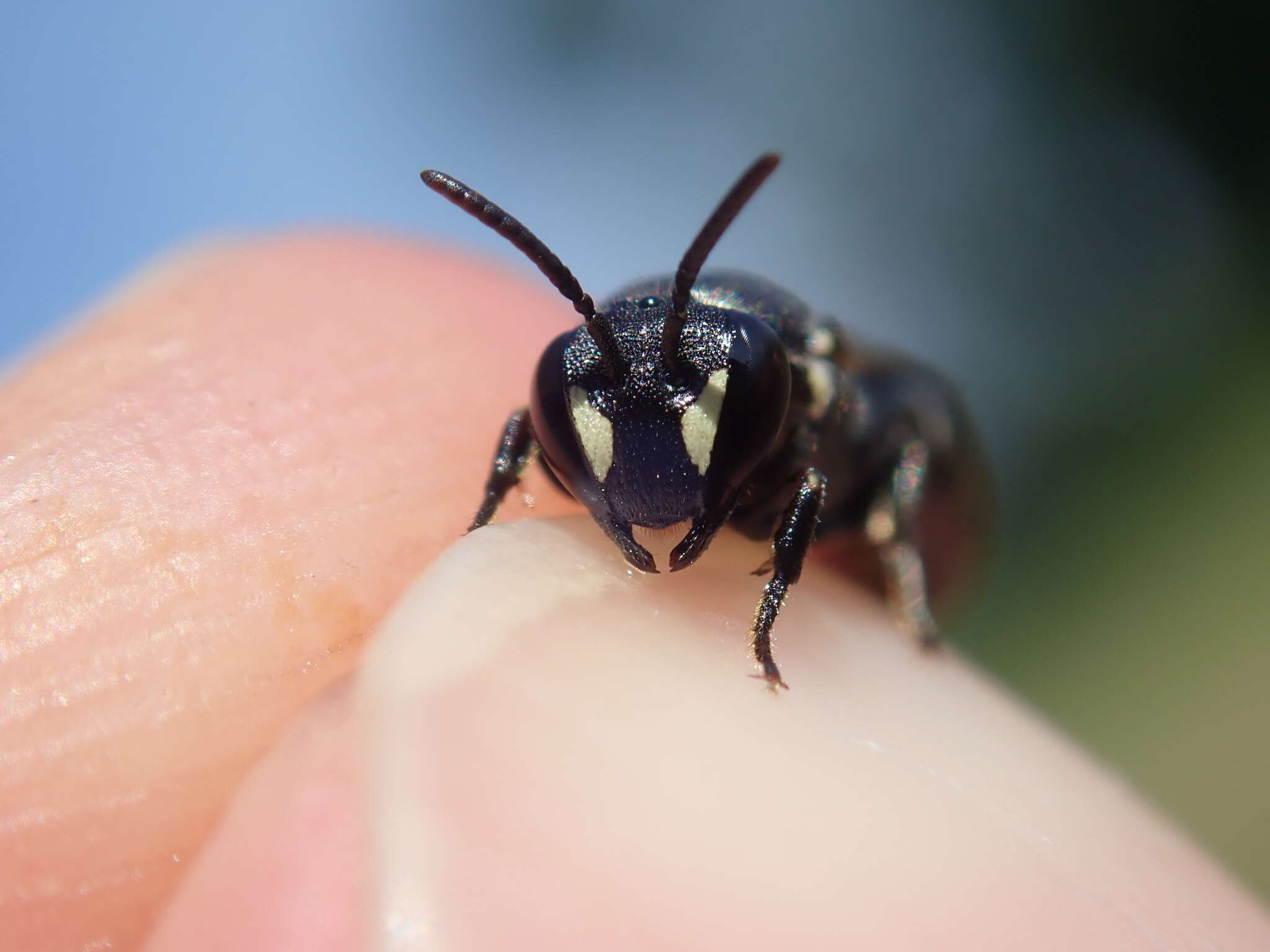 Image of Hylaeus signatus (Panzer 1798)