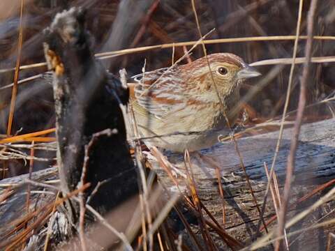 Image of Bachman's Sparrow