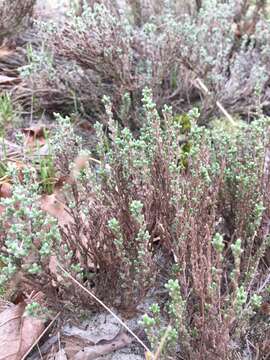 Image of woolly beachheather