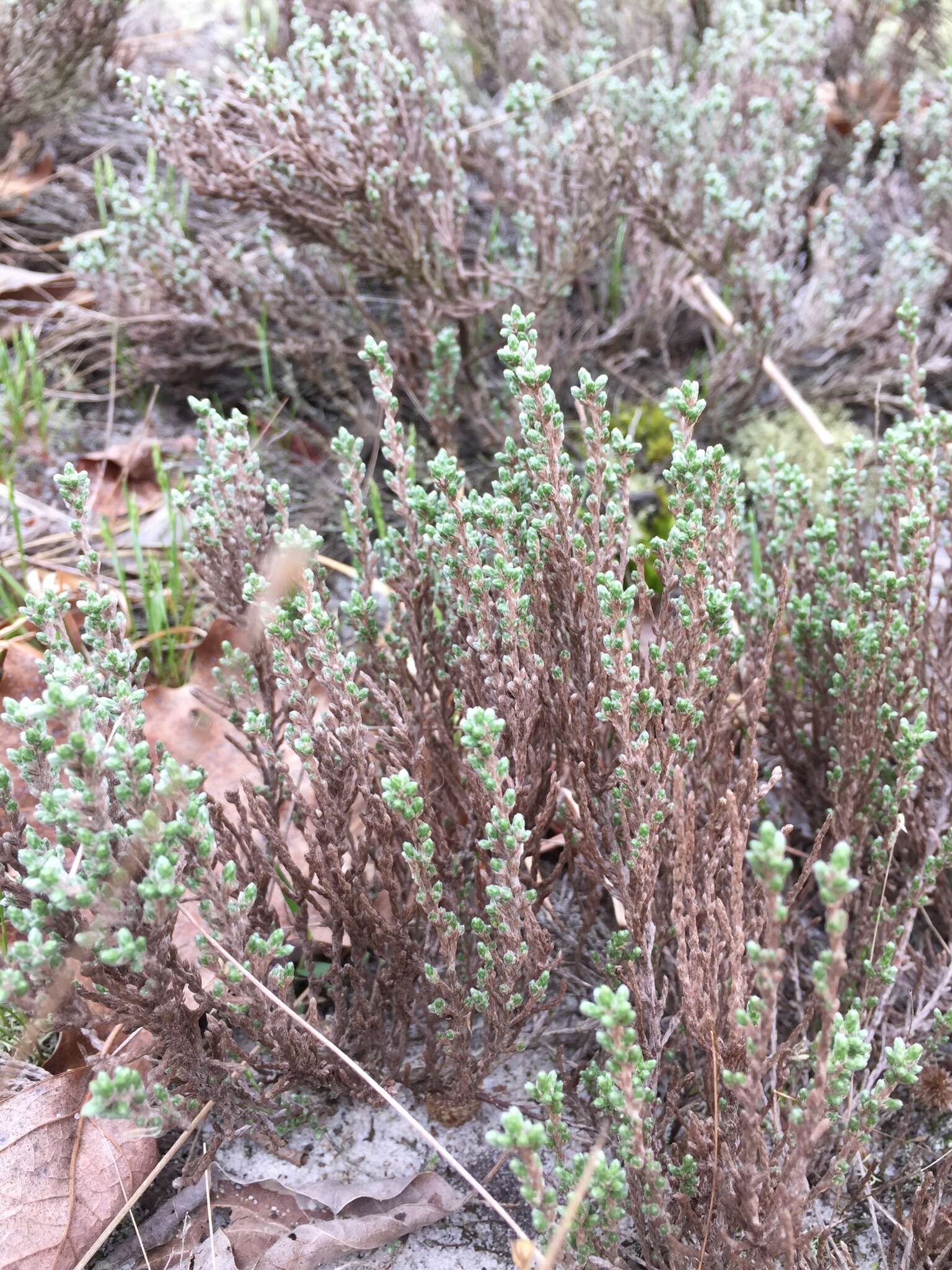 Image of woolly beachheather