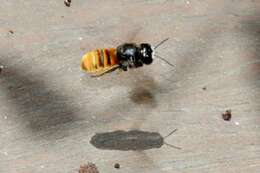 Image of Megachile ustulata Smith 1862