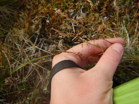 Image of Deschampsia cespitosa subsp. cespitosa