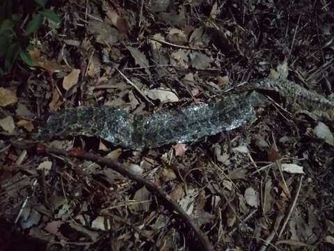 Image of Horseshoe Whip Snake