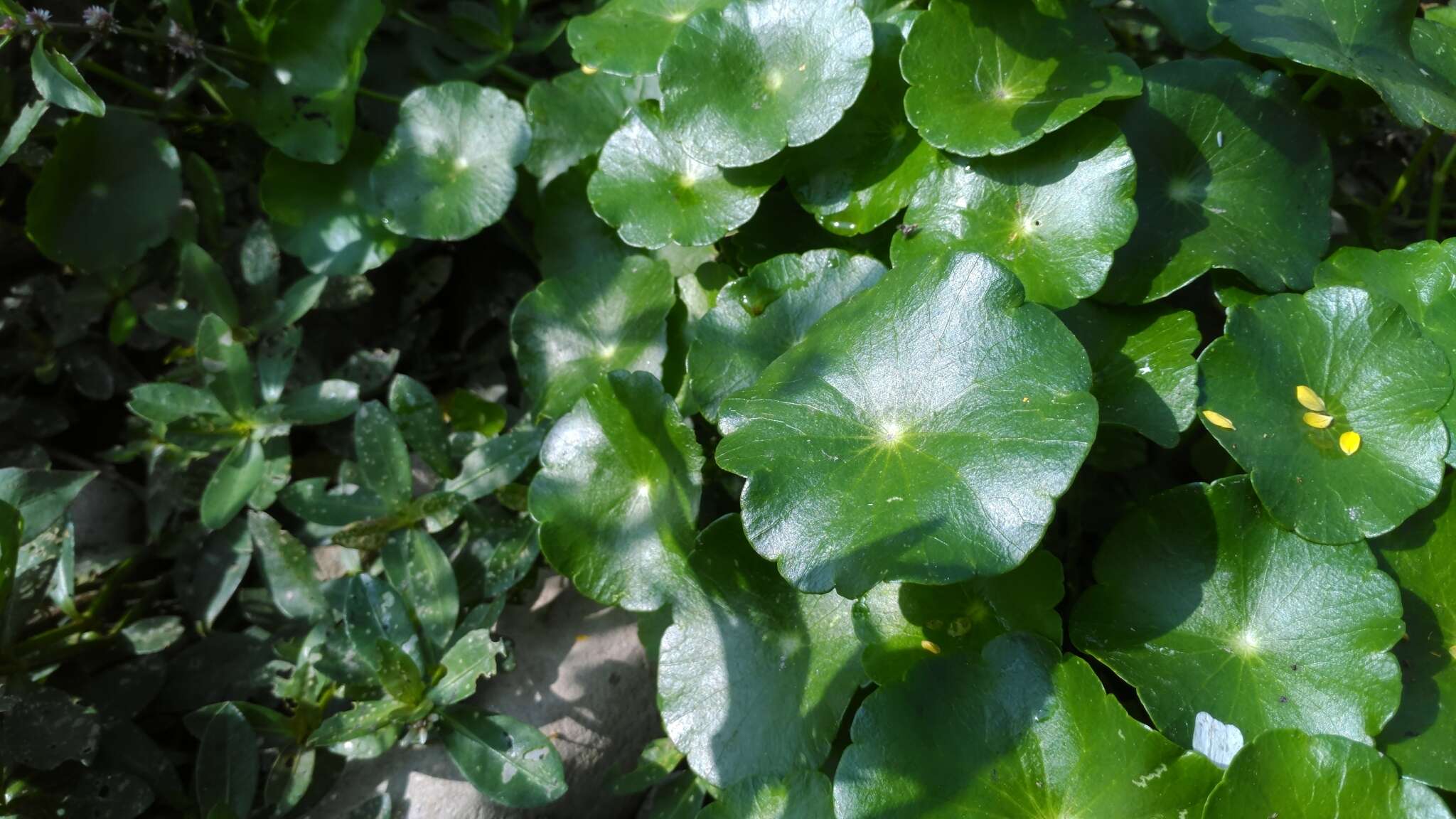 Слика од Hydrocotyle verticillata Thunb.