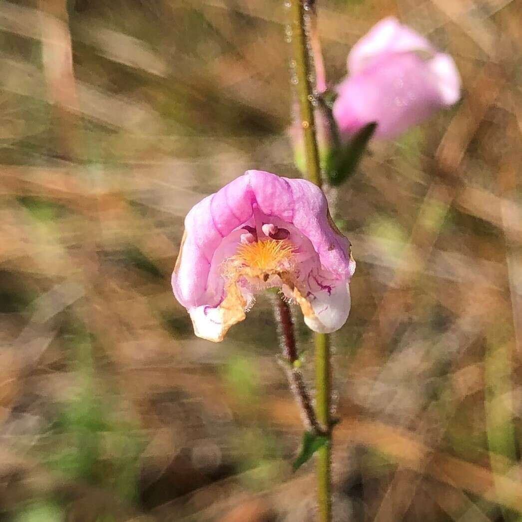 Image of slender beard-tongue