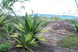 Image of Agave ghiesbreghtii Verschaff.