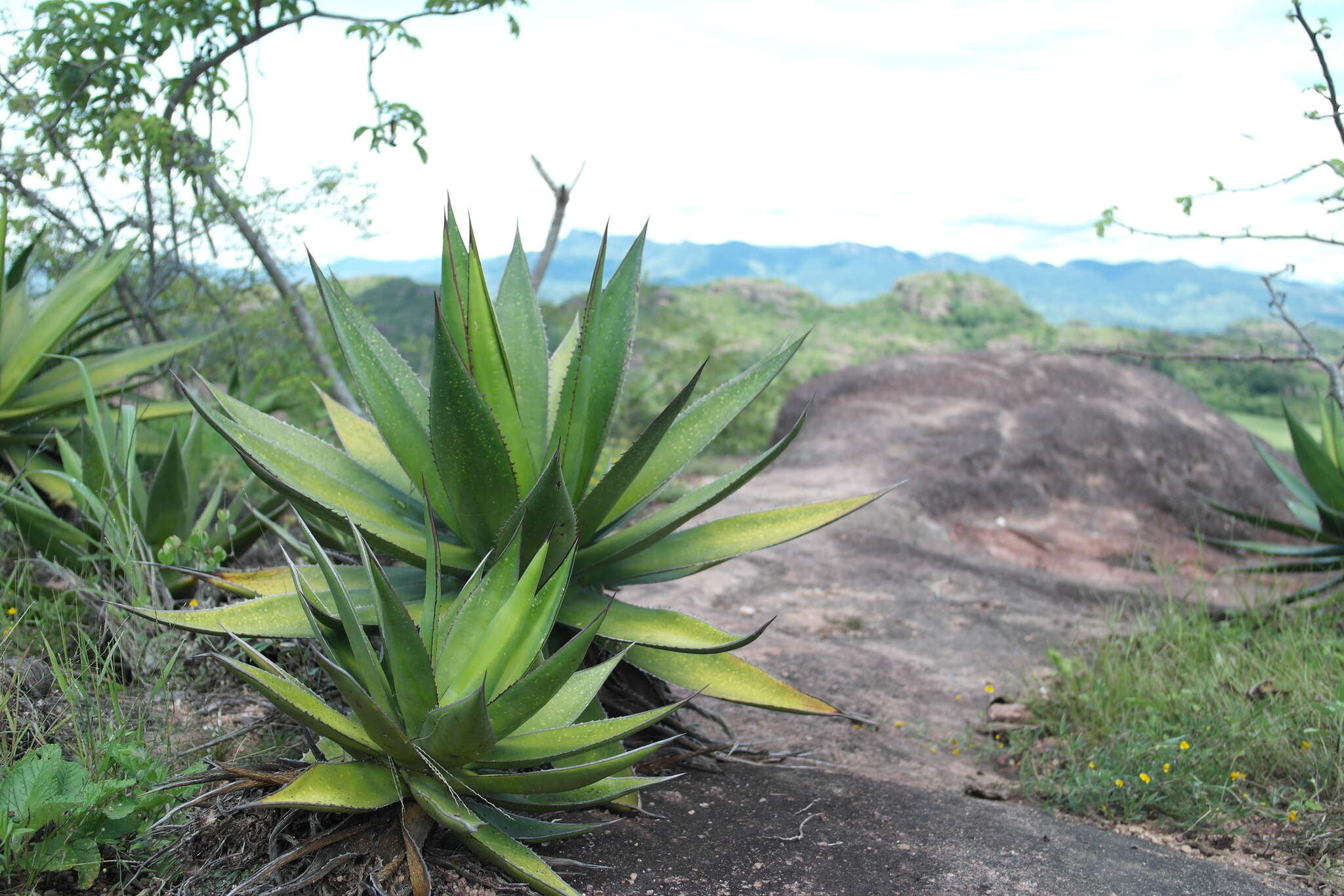 Sivun Agave ghiesbreghtii Verschaff. kuva