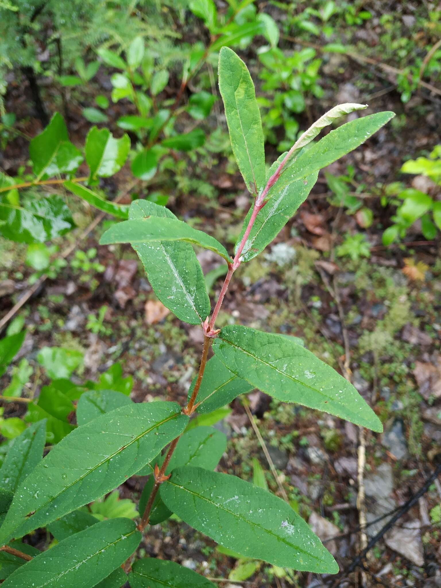 Imagem de Lonicera caerulea subsp. edulis (Turcz. ex Herder) Hultén