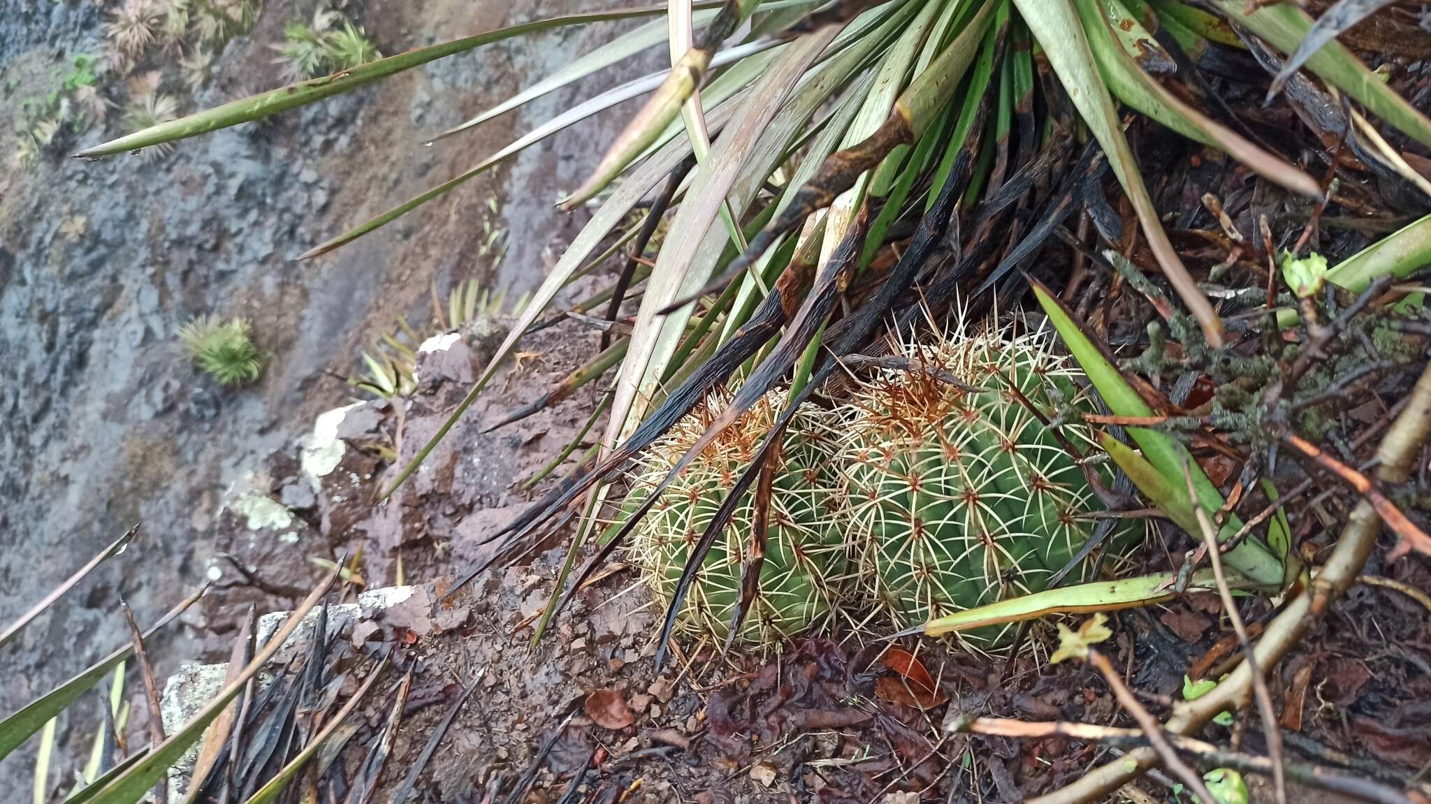 Image of Melocactus curvispinus subsp. dawsonii (Bravo) N. P. Taylor