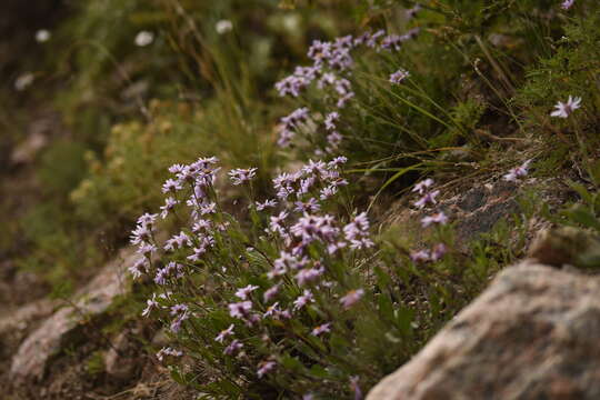 Image of Aster lingii G. J. Zhang & T. G. Gao