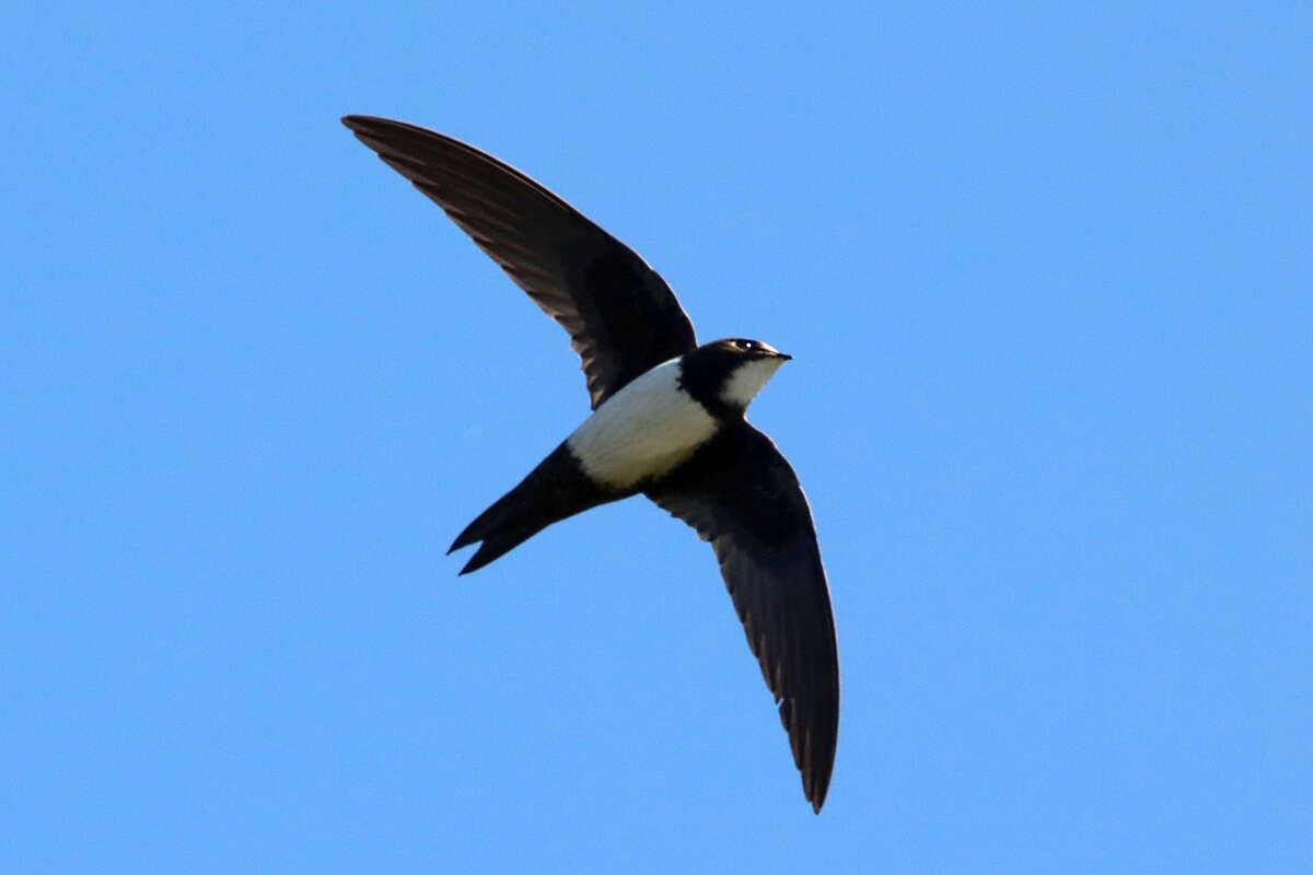 Image of Alpine swift