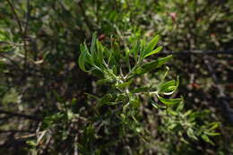 صورة Eremophila glabra subsp. glabra