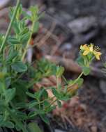 Imagem de Hypericum aethiopicum subsp. aethiopicum