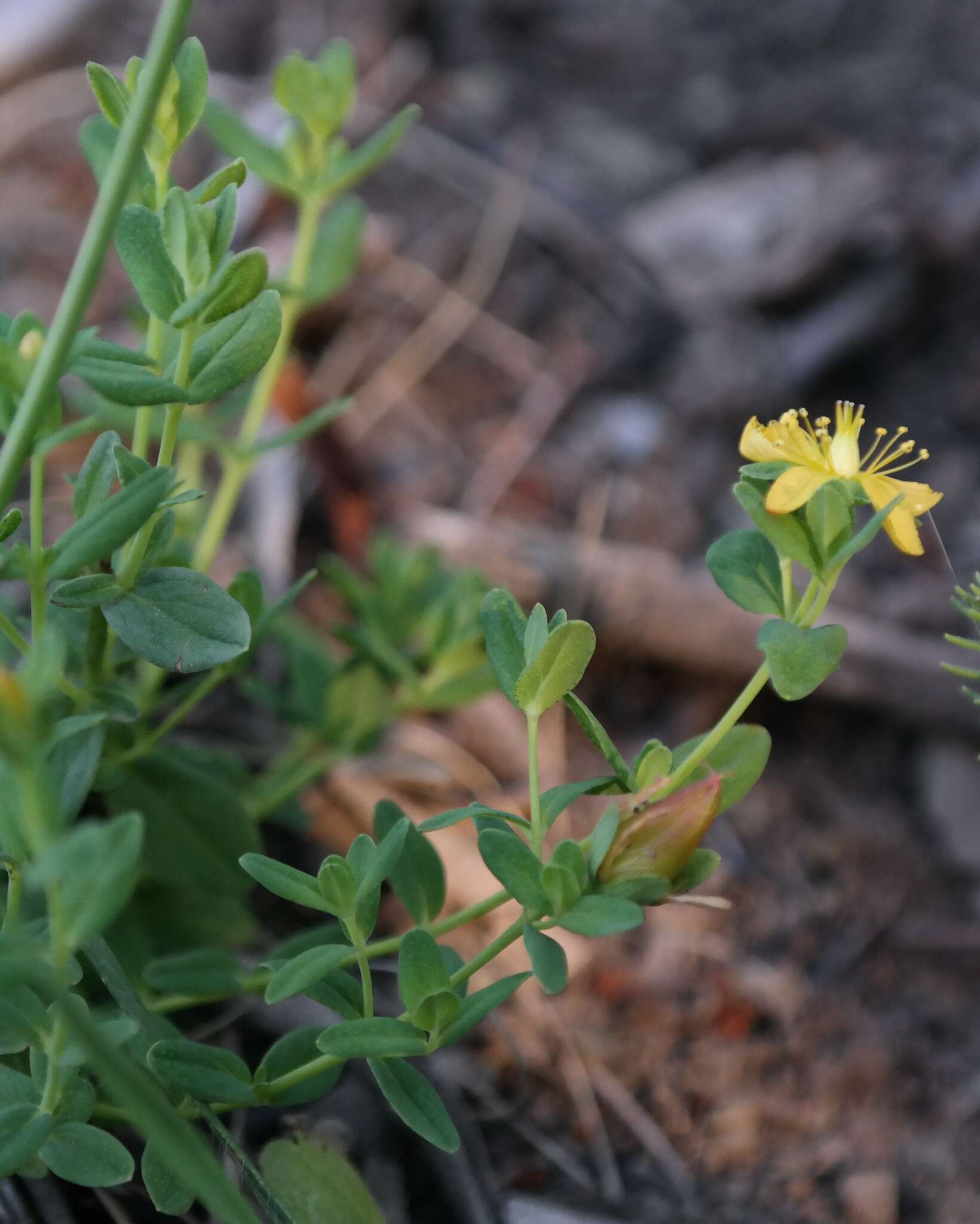 Image of Hypericum aethiopicum subsp. aethiopicum