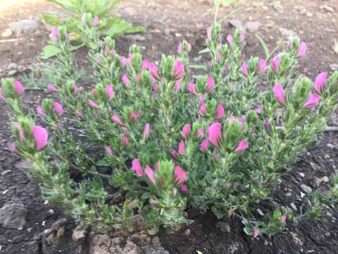 Image of Toothed Restharrow