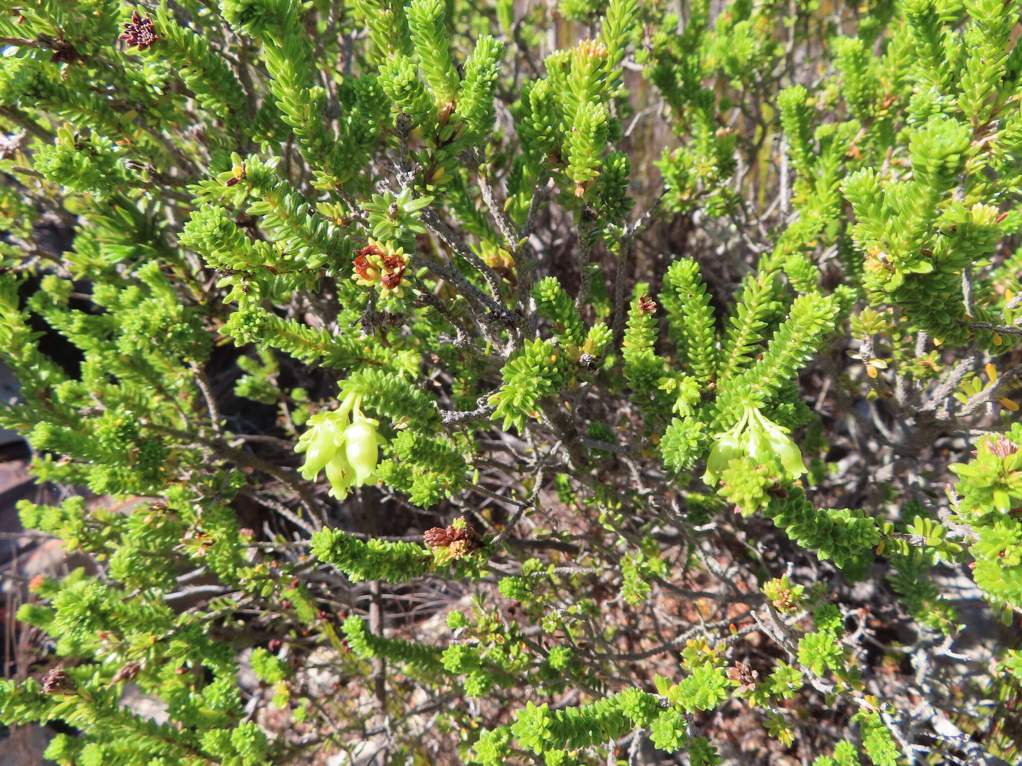 Image of Erica oblongiflora Benth.