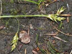 Image of chestnut sedge