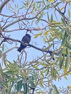 Image of Micronesian Starling