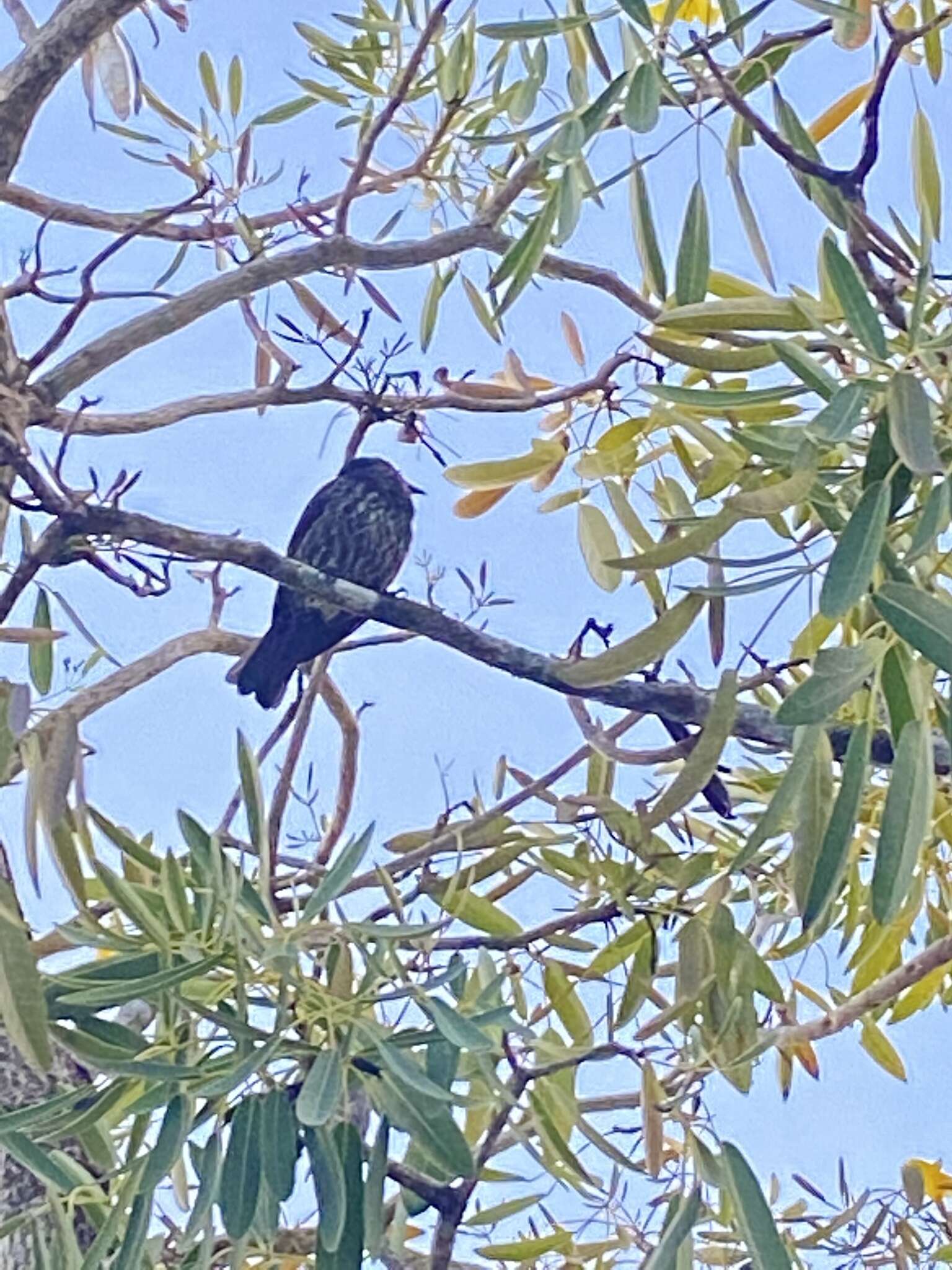 Image of Micronesian Starling