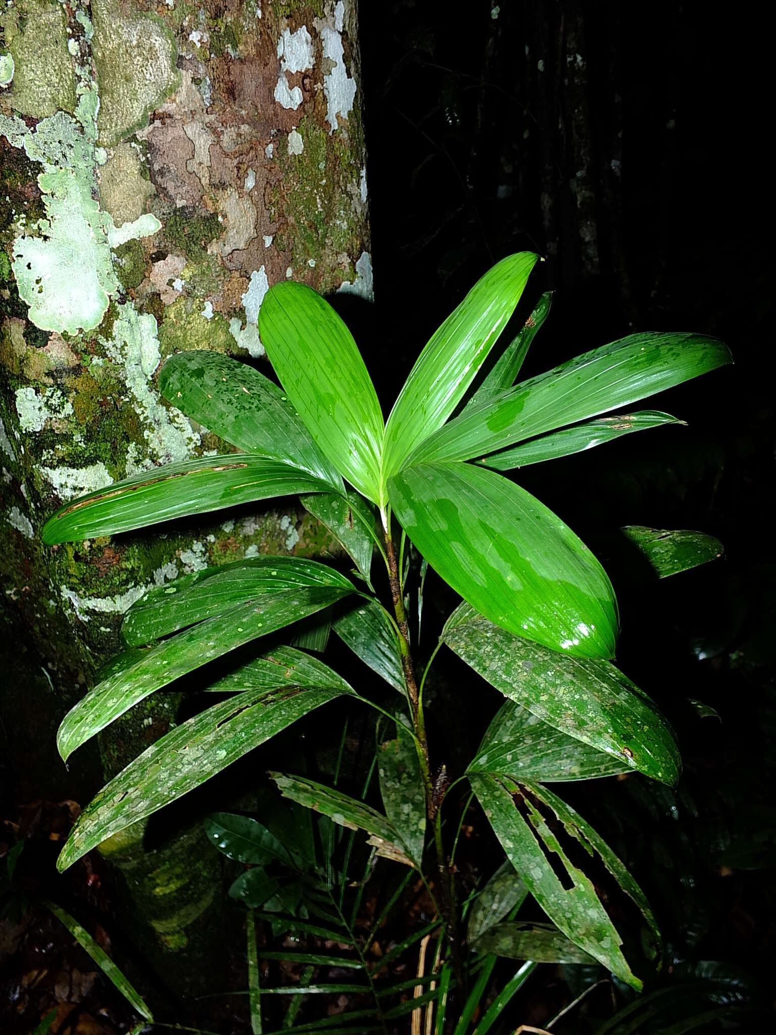 Image of Bactris aubletiana Trail