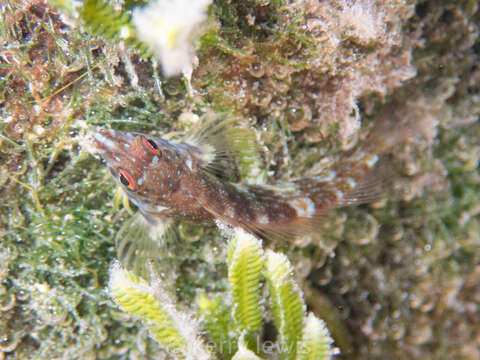 Image of Goldline Blenny