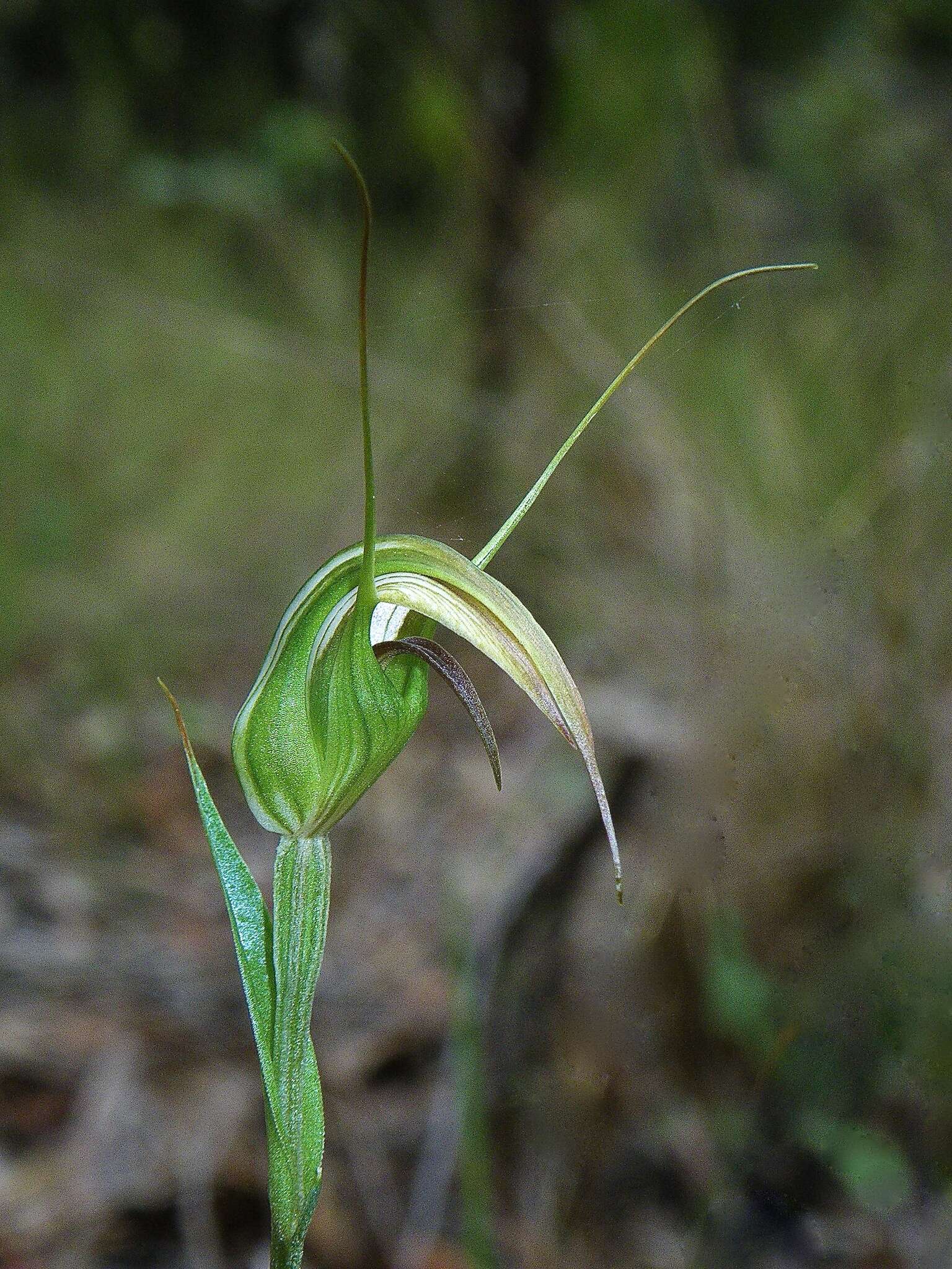 Image of Dainty greenhood