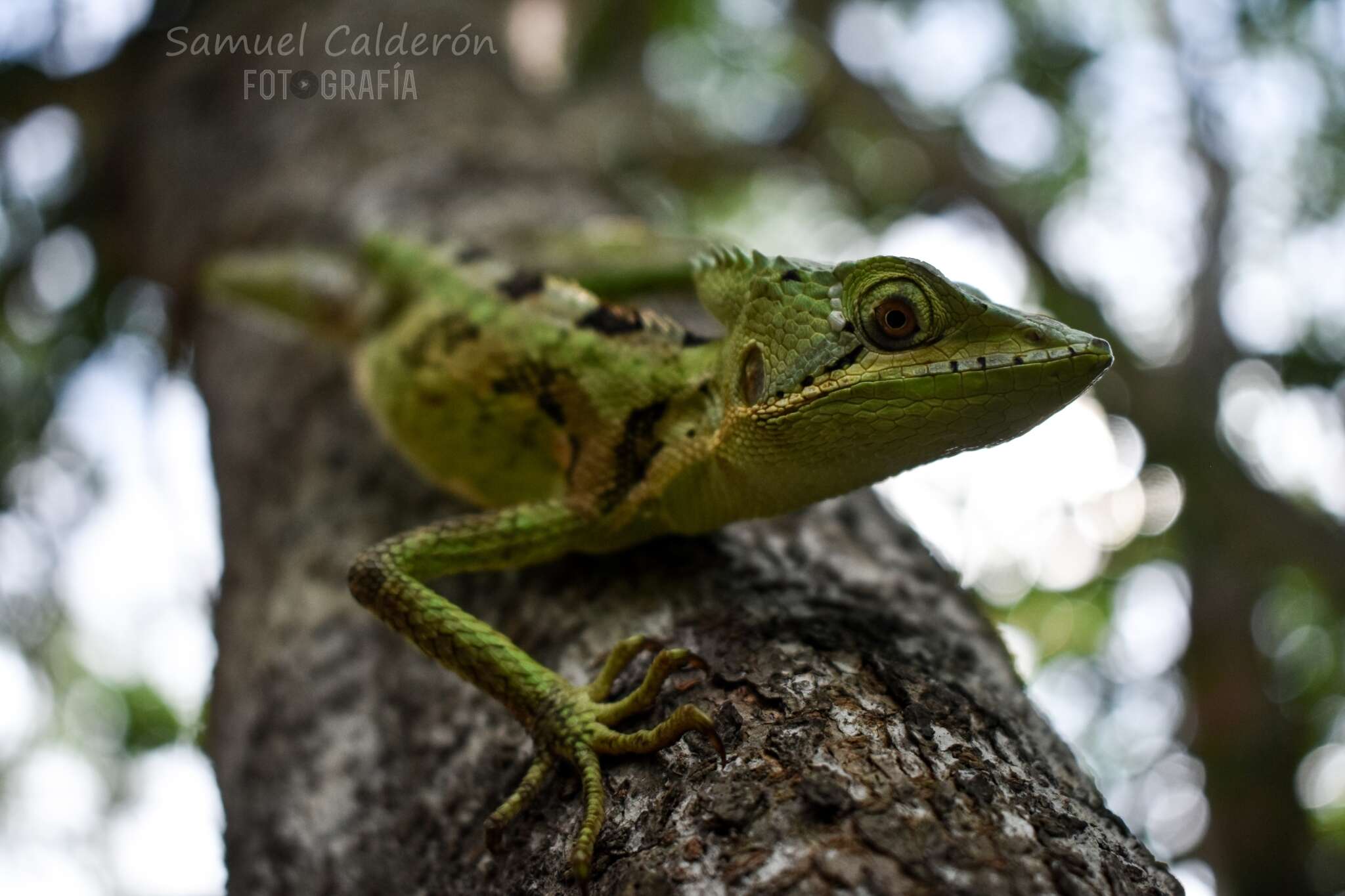 Image of Serrated casquehead iguana