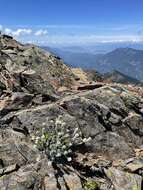 Image of alpine false candytuft