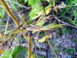 Image of hedge bamboo