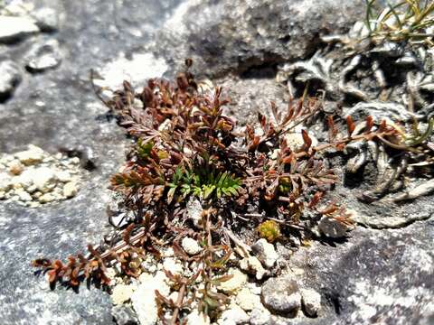 Image of Chaerophyllum novae-zelandiae K. F. Chung