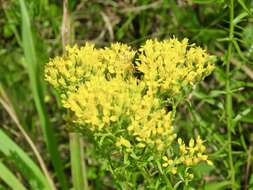 Image of Solidago nitida Torr. & A. Gray