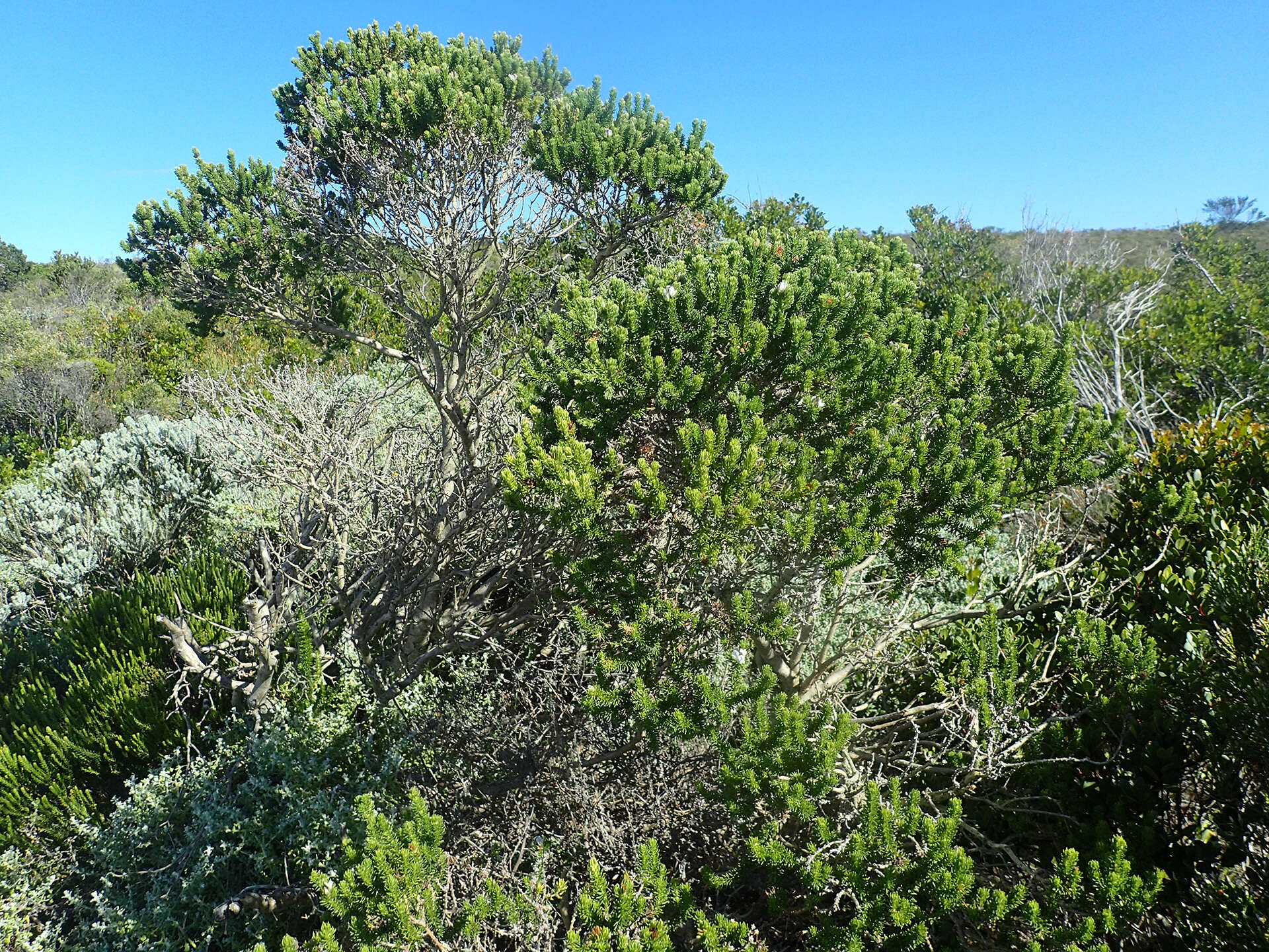 Image of Aspalathus forbesii Harv.