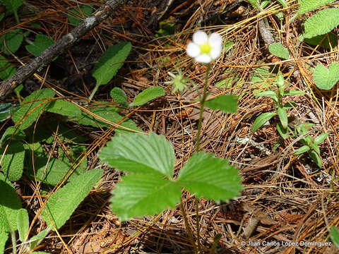 Imagem de Fragaria vesca subsp. bracteata (A. Heller) G. Staudt