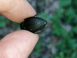 Image of Carabus (Mesocarabus) dufourii Dejean 1829