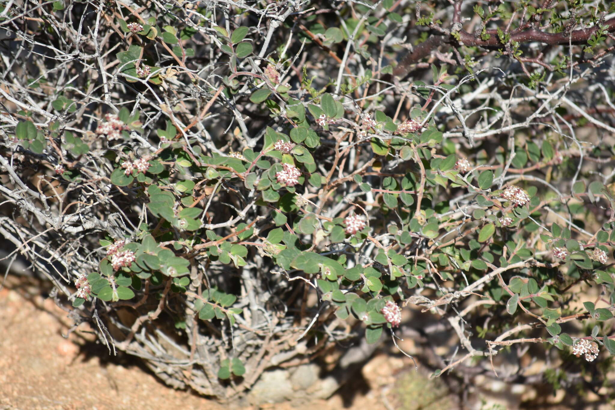 صورة Euphorbia tomentulosa S. Watson