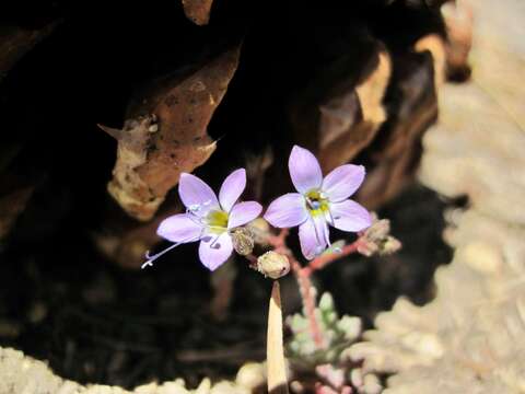 Image of fineflower gilia