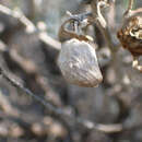 Image of Rhopalomyia rugosa Gagne 1983